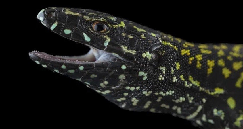 "Hulk"-Mauereidechse löscht Farbformen aus