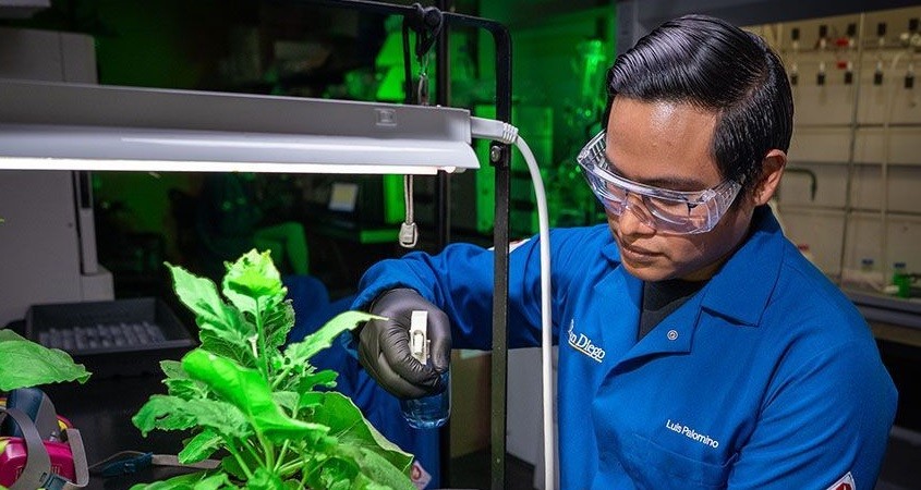 Spray schützt Pflanzen vor Bakterien und Dürre