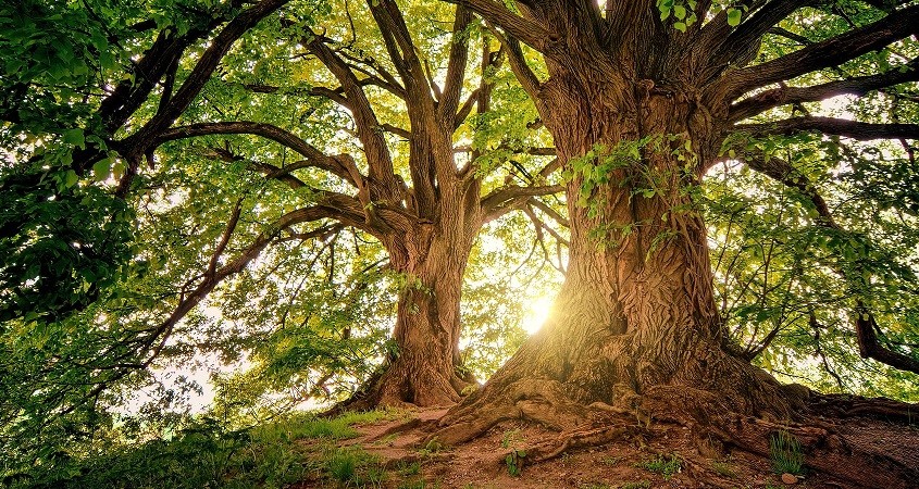 Rasant wachsende Bäume sind ein Öko-Risiko