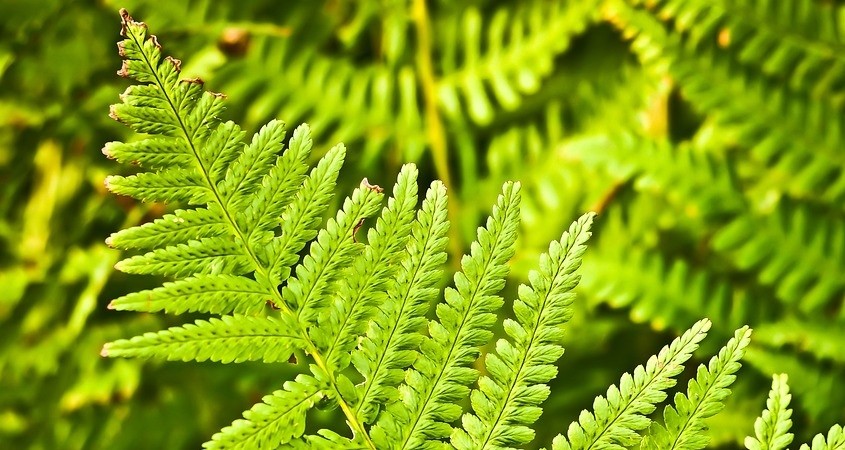 Kuschelnde Pflanzen halten mehr Stress aus
