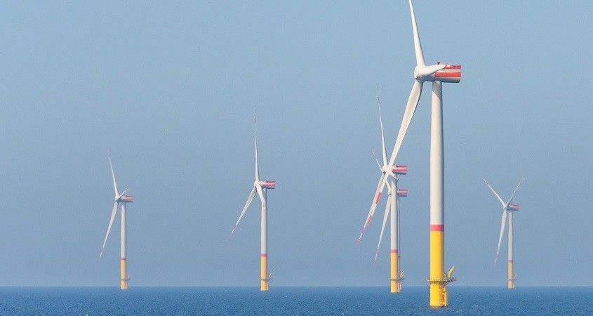 Meeresbewohner lieben Offshore-Windparks