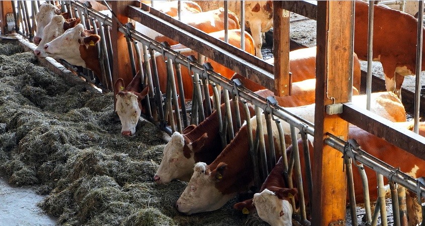 Biokohle im Futter von Rindern gut für das Klima