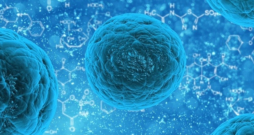 Bakterium frisst Tumor künftig von innen auf