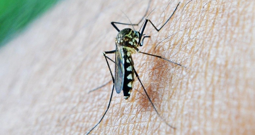 Aurora-Molekül bändigt den Malaria-Erreger