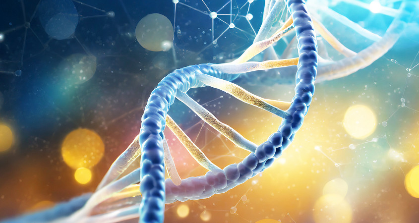 Trisomie 21: Gene beeinflussen Hirnentwicklung