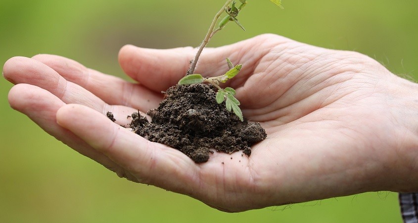 Pflanzenstrategie gegen Stress entschlüsselt