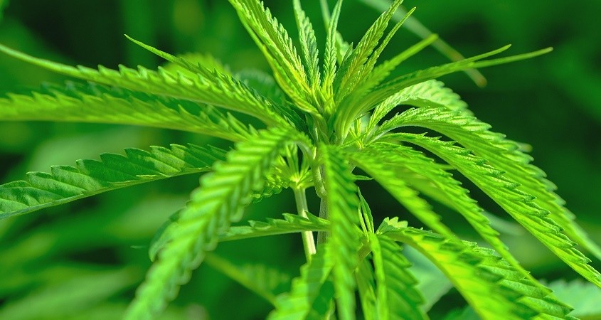 Medizinisches Cannabis hilft bei Endometriose