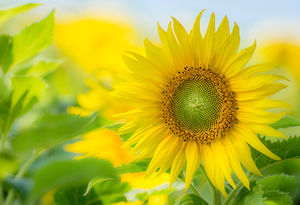 Sonnenblume: Natur macht glücklich (Foto: pixelio.de, Radka Schöne)