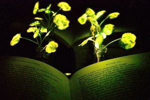 Brunnenkresse mit leuchtenden Blättern zum Lesen von Büchern (Foto: web.mit.edu)