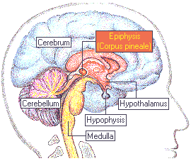 Grafik Copyright Ciel Information Technology