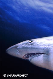 www..sharkproject.com