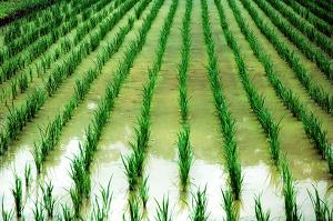 Auch Reis könnte in Zukunft genmanipuliert werden