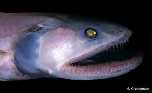 Tiefsee-Lebewesen: Lizard-Fisch; Foto: Greenpeace