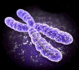 Chromosomen enthalten mehrer Millionen Basenpaare
