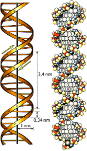 Aus Platzgründen ist die DNA-Doppelhelix mehrfach aufgewickelt Aus Platzgründen ist die DNA-Doppelhelix mehrfach aufgewickelt