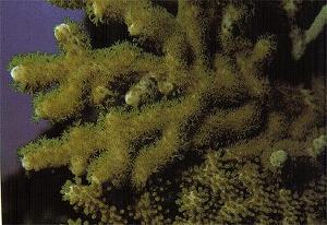 Korallen-Steroid könnte neues Mittel gegen Krebs darstellen