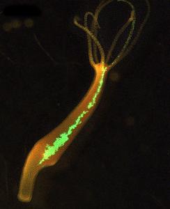 Grün fluoreszierende Stammzellen in einem lebenden Polypen. (c:CAU, Uni Kiel)