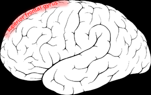 In der oberen frontalen Hirnwindung befindet sich die Selbstwahrnehmung