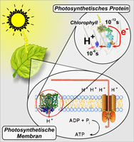Neue Erkenntnisse über primäre Vorgänge der Photosynthese (Bild: pm.ruhr-uni-bochum.de)