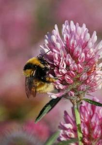 www.bumblebeeconservationtrust.co.uk