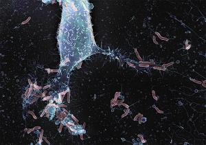 Helicobacter pylori (Bild: Volker Brinkmann, MPI für Infektionsbiologie)
