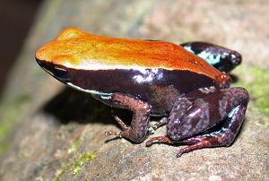 Mantella betsileo - Photo: Valerie Clark