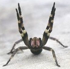 Eine Kammspinne in Angriffshaltung (Foto: Paraná State Government, Brazil)