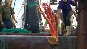 Fischer holen ein Stück einer zerstörten Koralle aus der Tiefsee (Foto: greenpeace)