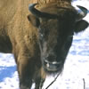 Bison (Copyright: IUCN.org)