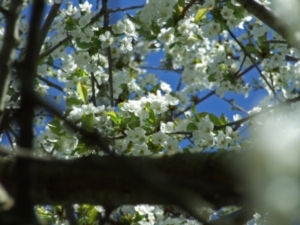 Blühende Obstbäume im Jänner 1290 in Wien (Foto: pixelio)