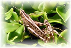 Private Equity in China im Aufschwung (Foto: pixelio.de)