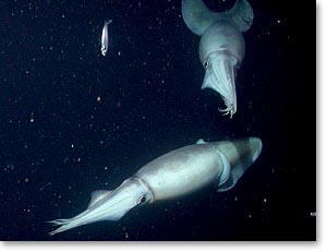 Die Humboldt-Kalmare fressen alles, was sich ihnen im Wege stellt (Foto: www.mbari.org)