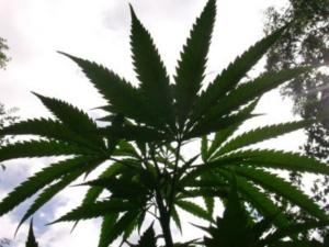 Cannabis als Treiber psychischer Erkrankungen (Foto: pixelio.de)