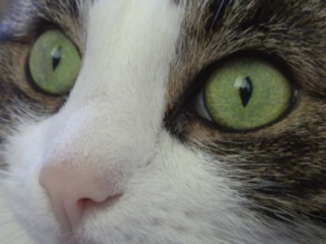 Auch Katzen leiden zunehmend unter Diabetes (Foto: pixelio)