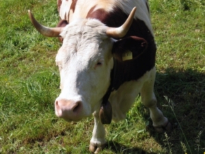 Tierische Eizellen könnten der Stammzellenforschung zu Erfolgen verhelfen (Foto: Pixelio)