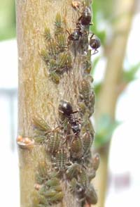 Ameisen sind Tyrannen von Läusen (Foto: Tom Oliver)