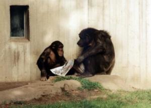 Schimpansen eng mit dem Menschen verwandt (Foto: pixelio.de)