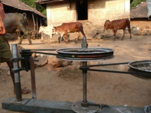 Kühe treiben über Riemen und Umlenkrollen einen Generator an (Foto: laptop.org)