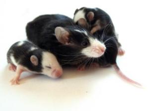 Trotz alternativer Methoden steigt die Anzahl der Tierversuche an (Foto: pixelio.de) Trotz alternativer Methoden steigt die Anzahl der Tierversuche an (Foto: pixelio.de)