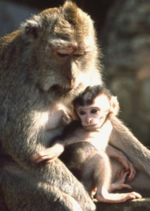 Primaten erstmals geklont (Foto: pixelio.de)