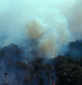Regenwälder schlucken das Treibhausgas Kohlendioxid