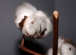Auch bei Baumwolle sind nur Bioprodukte nachhaltig (Foto: pixelio)