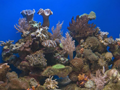 Bald nur noch im Zoo zu sehen: Lebende Korallenriffe (Foto:Pixelio)