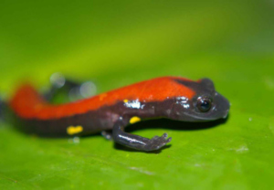 Einer der unbekannten Salamander (Foto:  A. Monro/Natural History Museum)