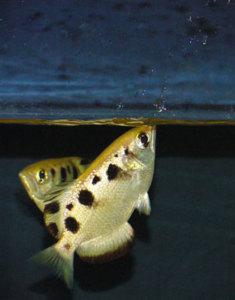 Schützenfische schießen Insekten mit Wasser ab (V. Runkel, Labor Schuster, Uni Erlangen)