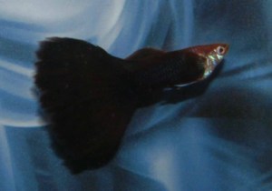 Triangel-Zuchtform vom Guppyprojekt (Foto: T. Braun, Guppyprojekt.de) Triangel-Zuchtform vom Guppyprojekt (Foto: T. Braun, Guppyprojekt.de)