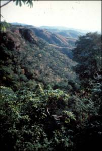 Nur noch in einigen Regionen intakt: Brasilianischer Regenwald (Foto: Rainforestweb.org)