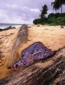 Lederschildkröten werden durch Schwemmgut bedroht (Foto: www.DavidLiggett.com)