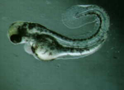 Umweltgifte haben den Fisch-Embryo im Wachstum gestört (Foto: Forschungszentrum Karlsruhe)