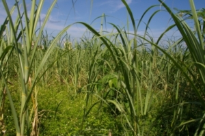 Auch aus Zuckerrohr wird Biokraftstoff gewonnen (Foto: pixelio.de - Robert Brenner)